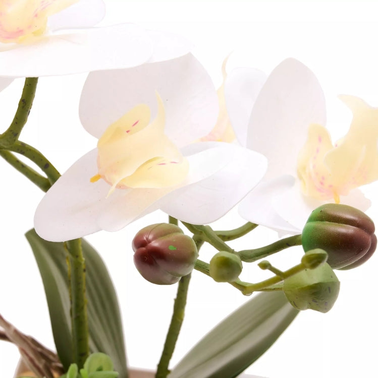 Close-up of a white orchid with green stems and buds on a white background